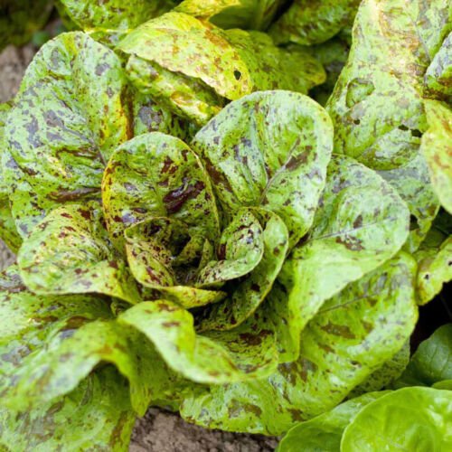Lettuce Seeds Freckles Non Gmo Easy to Grow