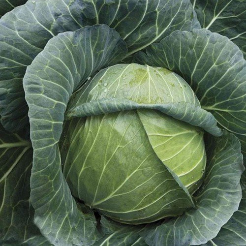 Cabbage Seeds Golden Acre Vegetable Seeds Non Gmo Easy to Grow