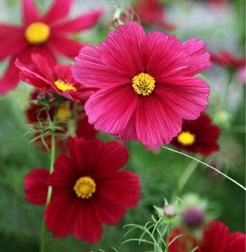 Cosmos Seeds Flower Seeds Non Gmo Easy to Grow