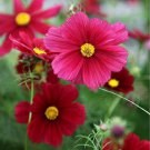 Cosmos Seeds Flower Seeds Non Gmo Easy to Grow