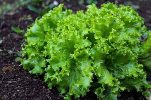 Lettuce Seeds Black Seeded Simpson Lettuce  Easy to Grow