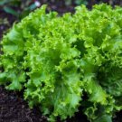 Lettuce Seeds Black Seeded Simpson Lettuce  Easy to Grow