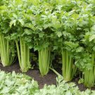 Celery Seeds Cutting Celery Vegetable Seeds Non Gmo Easy to Grow