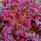 Lettuce Seeds 500 Seeds Ruby Leaf Lettuce  Easy to Grow