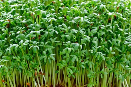 Water Cress Seeds Micro Green Seeds Non Gmo Easy to Grow