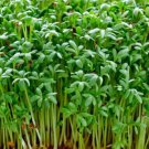 Water Cress Seeds Micro Green Seeds Non Gmo Easy to Grow