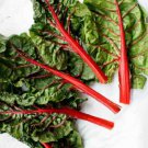 Swiss Chard Seeds Ruby Rednon Gmo Easy to Grow
