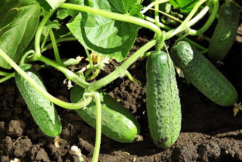 Cucumber Seeds Marketmore Non Gmo Easy to Grow