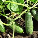 Cucumber Seeds Marketmore Non Gmo Easy to Grow