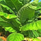 Tobacco Seeds Havanna Gold Herb Seeds Non Gmo Easy to Grow