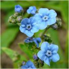 Cynoglossum Seeds Firmament Flower Seeds Non Gmo Easy to Grow