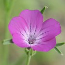 Agrostemma Seeds Purple Queen Flower Seeds Non Gmo Easy to Grow