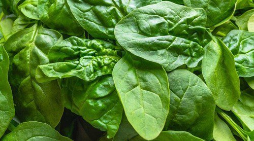 Spinach Seeds Space Red Snapper Vegetable Seeds Non Gmo Easy to Grow