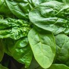 Spinach Seeds Space Red Snapper Vegetable Seeds Non Gmo Easy to Grow