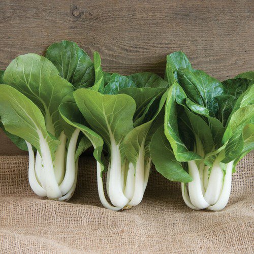 Pac Choi Seeds Win Win Choi Vegetable Seeds Non Gmo Easy to Grow