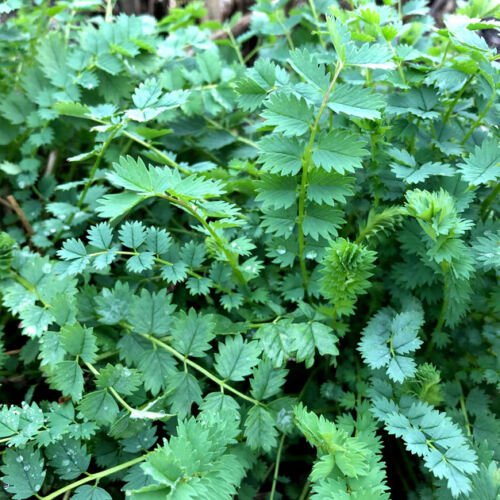 Salad Burnet Seeds Herb Seeds Non Gmo Easy to Grow