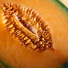 Cantaloupe Seeds Hales Best Melon Seeds Fresh Seeds Easy to Grow