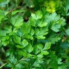 Parsley Seeds Giant Of Italy Herb Seeds Easy to Grow