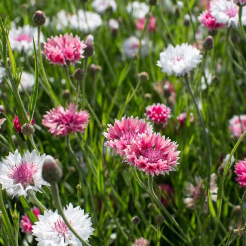 Centaurea Seeds Flower Seeds Non Gmo Easy to Grow