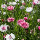 Centaurea Seeds Flower Seeds Non Gmo Easy to Grow
