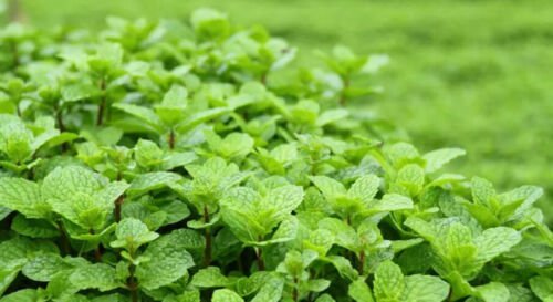 Mint Herb Seeds Peppermint Spearmint Seeds Non Gmo Easy to Grow
