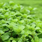 Mint Herb Seeds Peppermint Spearmint Seeds Non Gmo Easy to Grow