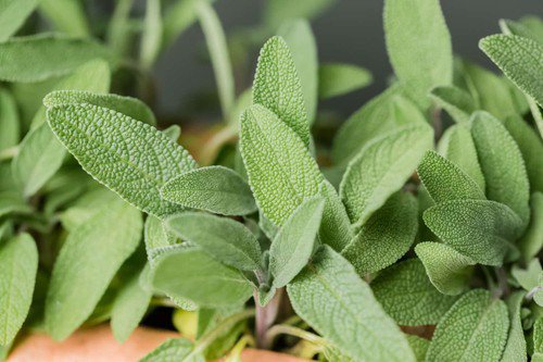 Sage Herb Seeds Herb Seeds Non Gmo Easy to Grow