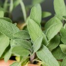 Sage Herb Seeds Herb Seeds Non Gmo Easy to Grow
