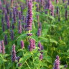 Anise Hyssop Seeds Herb Seeds Non Gmo Easy to Grow