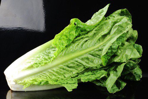 Lettuce Seeds Romaine Vegetable Seeds  Easy to Grow
