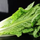 Lettuce Seeds Romaine Vegetable Seeds  Easy to Grow