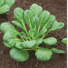 Tatsoi Seeds Greens Vegetable Seeds Non Gmo Easy to Grow
