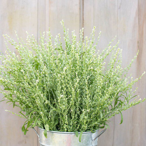 Cress Seeds Persain Cress Flower Seeds Non Gmo Easy to Grow