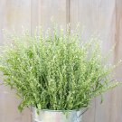 Cress Seeds Persain Cress Flower Seeds Non Gmo Easy to Grow