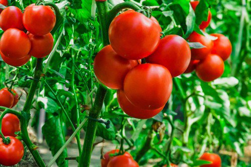 Tomato Seeds Oregon Spring Tomato Seeds Non Gmo Easy to Grow