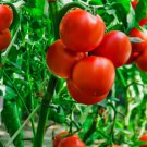 Tomato Seeds Oregon Spring Tomato Seeds Non Gmo Easy to Grow Tomato Seeds Oregon Spring Tomato Seeds Non Gmo Easy to Grow