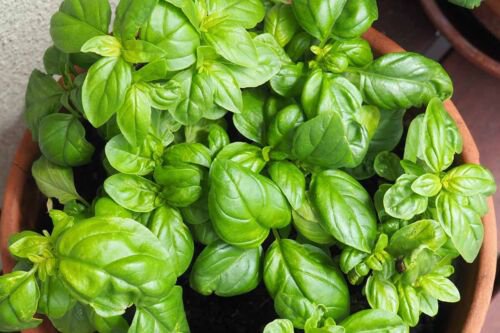 Basil Seeds Winner Herb Seeds Non Gmo Easy to Grow