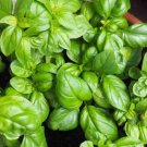 Basil Seeds Winner Herb Seeds Non Gmo Easy to Grow