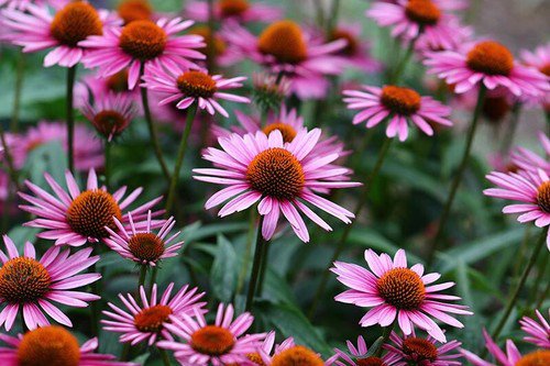 Echinacea Seeds Purple Coneflower Non Gmo Easy to Grow