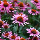 Echinacea Seeds Purple Coneflower Non Gmo Easy to Grow