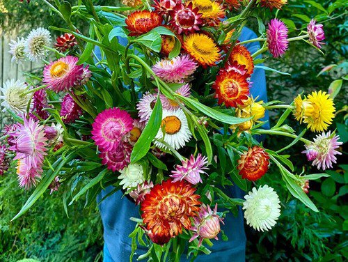 Strawflower Seeds Flower Seeds Non Gmo Easy to Grow