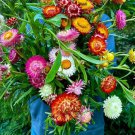 Strawflower Seeds Flower Seeds Non Gmo Easy to Grow