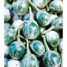Eggplant Seeds Petch Siam Vegetable Seeds Non Gmo Easy to Grow