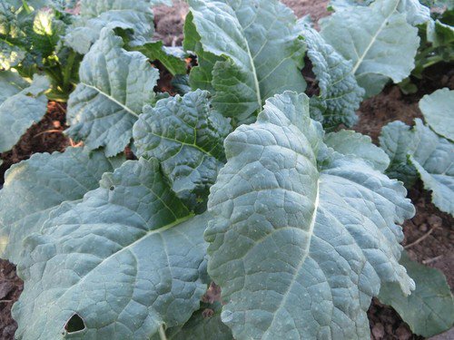 Ethiopian Kale Seeds Common Non Gmo Easy to Grow
