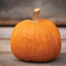 Pumpkin Seeds New England Pie Fresh Seeds Easy to Grow