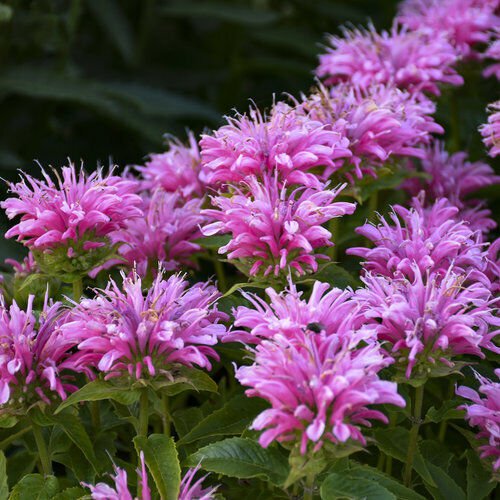 Monarda Herb Seeds Wild Bergamot Non Gmo Easy to Grow