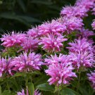 Monarda Herb Seeds Wild Bergamot Non Gmo Easy to Grow