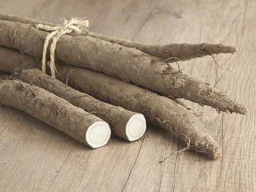 Burdock Seeds Chiko Non Gmo Herb Seeds Easy to Grow