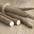 Burdock Seeds Chiko Non Gmo Herb Seeds Easy to Grow
