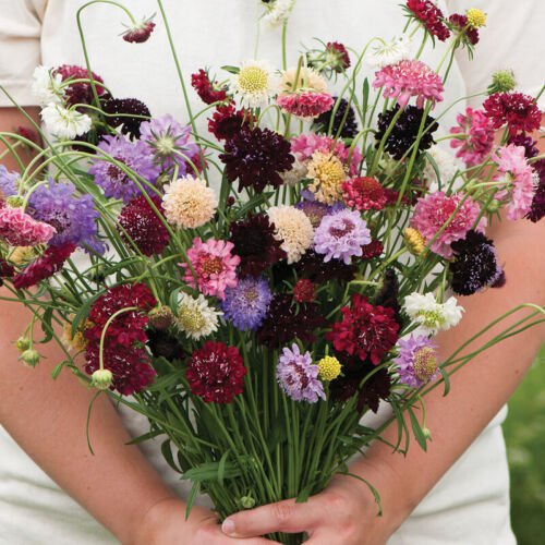 Scabiosa Seeds Flower Seeds Non Gmo Easy to Grow